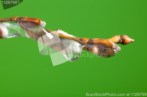 Image of Frozen twig with buds