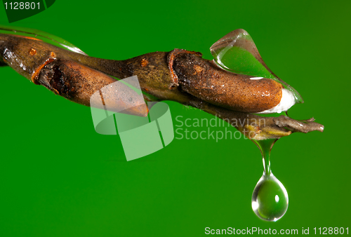 Image of Drop of water on a twig as ice melts