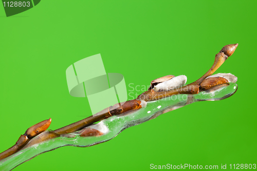 Image of frozen twig with buds