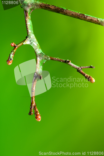 Image of twig with frozen ice on it melting in spring