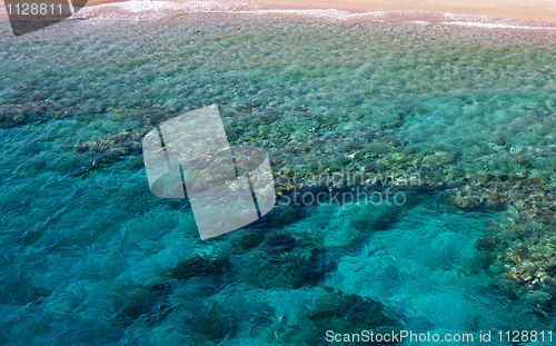 Image of Corals in water