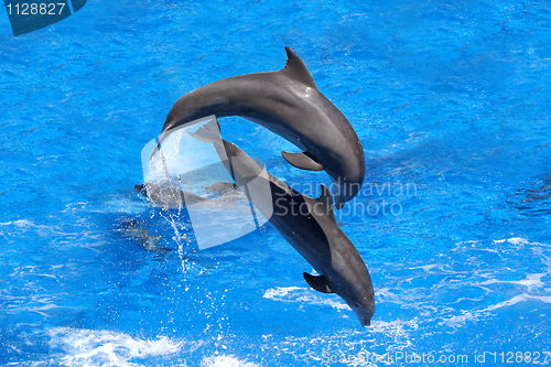 Image of Dolphins jumping