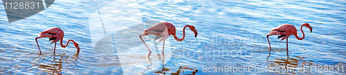 Image of Flamingos