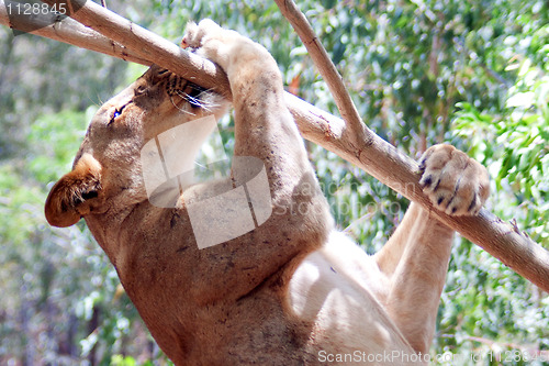 Image of Lion (Panthera leo)