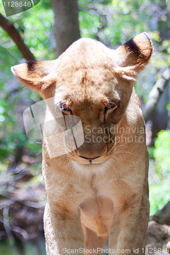 Image of Lion (Panthera leo)