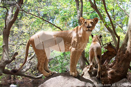 Image of Lion (Panthera leo)