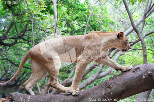 Image of Lion (Panthera leo)