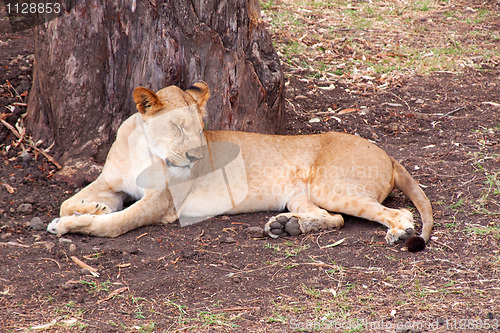 Image of Lion (Panthera leo)