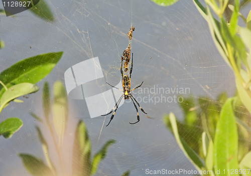 Image of Spider in web