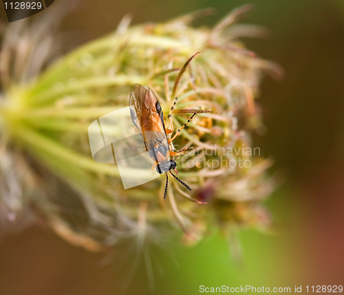 Image of Turnip Sawfly