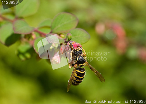 Image of Wasp on Pink Flower