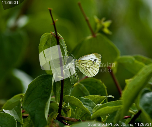 Image of Green-veined White butterfly