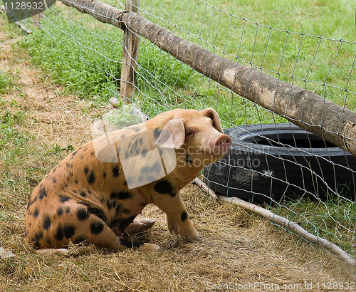 Image of Happy Pig