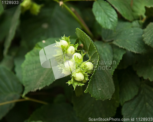 Image of Ripening Hazel Nuts and leaves
