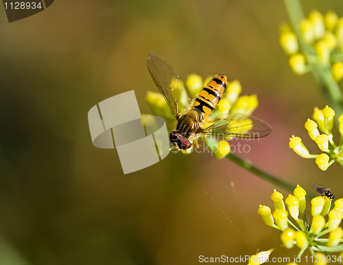 Image of Hoverfly on Fennel