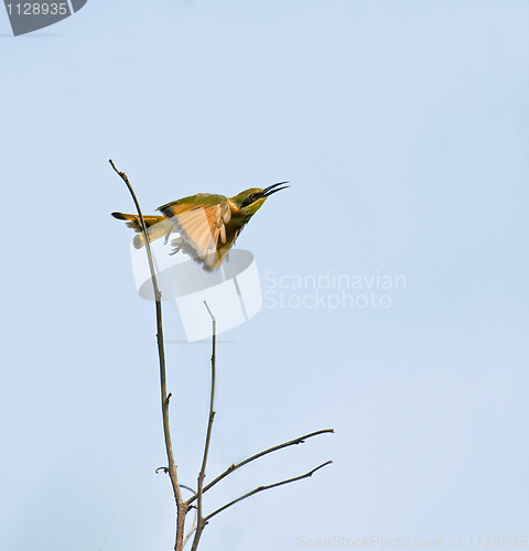 Image of Little Bee-eater taking flight