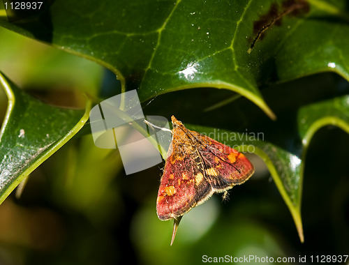 Image of Mint Moth