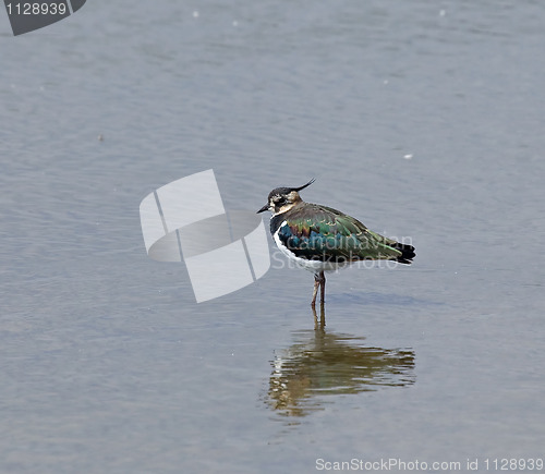 Image of Northern Lapwing