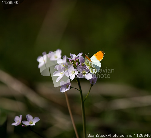 Image of Orange-tip butterfly 