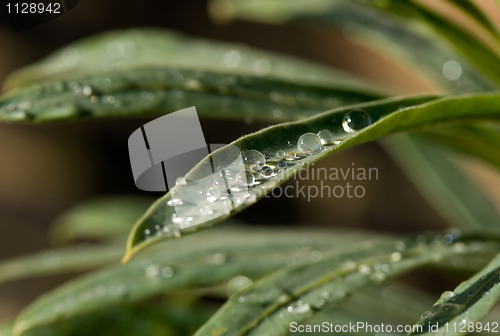 Image of Raindrops on leaf