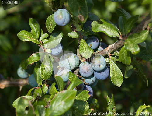 Image of Sloe Berries