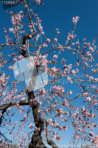 Image of Almond branch