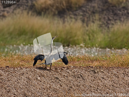 Image of African Darter drying