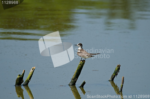 Image of Black Tern