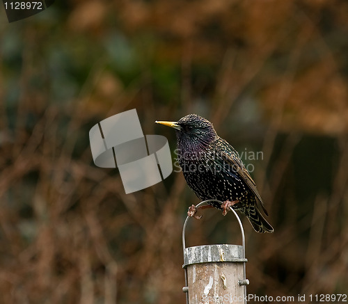 Image of Common Starling 