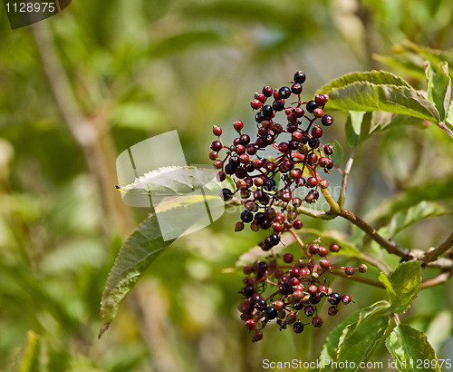 Image of Elderberries