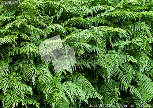 Image of Fern texture background 1