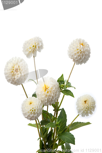 Image of White dahlias