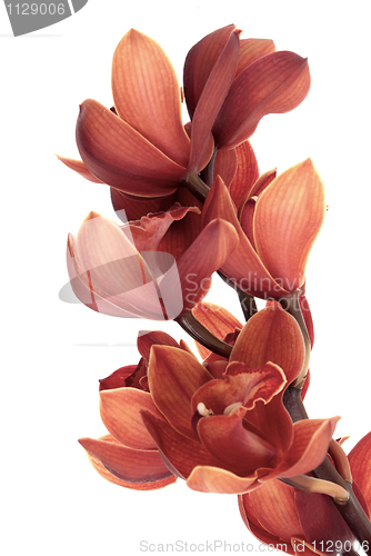 Image of Pink orchid