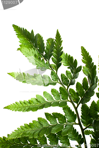 Image of Fern leaf 