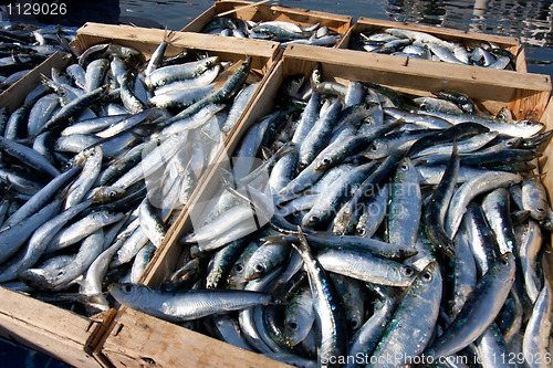 Image of Crates of sardines 