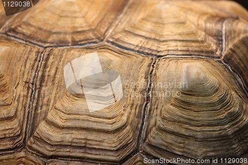 Image of Turtle Shell
