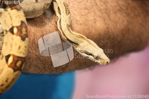 Image of Snake