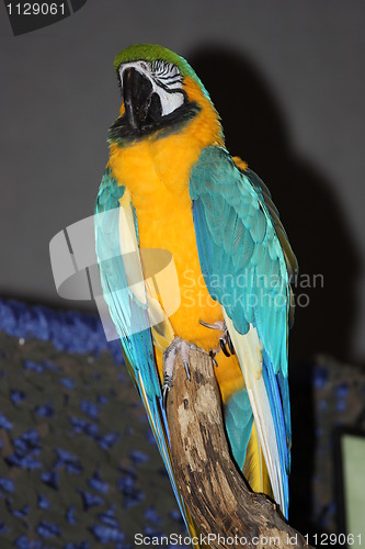 Image of Parrot