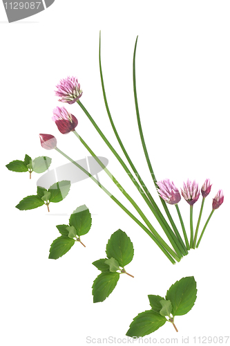 Image of Mint and Chive Herbs