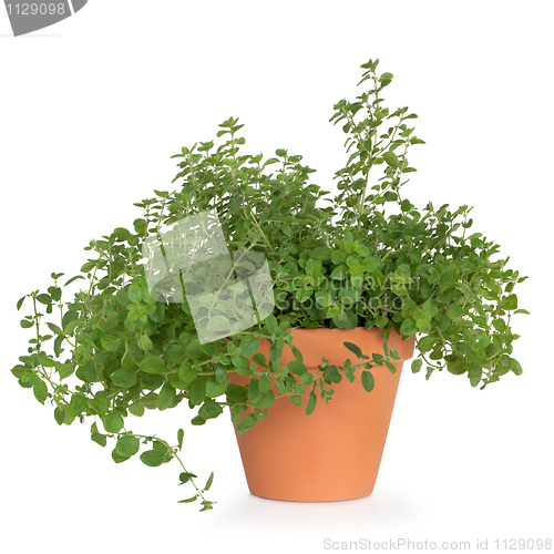 Image of Oregano Herb Plant