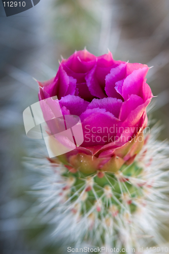 Image of Pink cactus