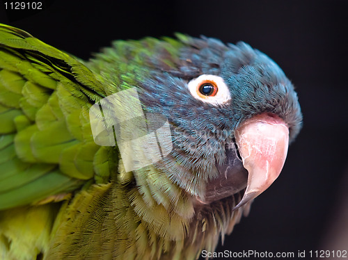 Image of parrot