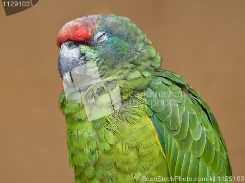 Image of parrot