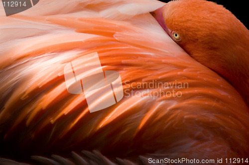 Image of Watching flamingo