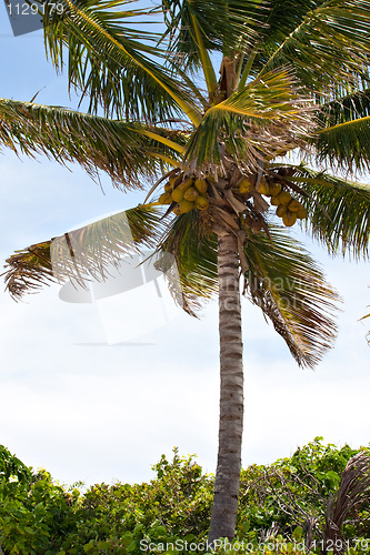 Image of Tropical Coconut Palm Tree