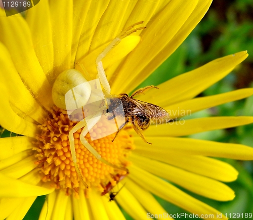 Image of Spiders meal