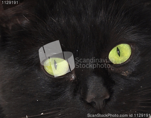 Image of Black cat green eyes