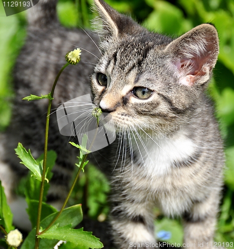 Image of Kitten smelling the daisies