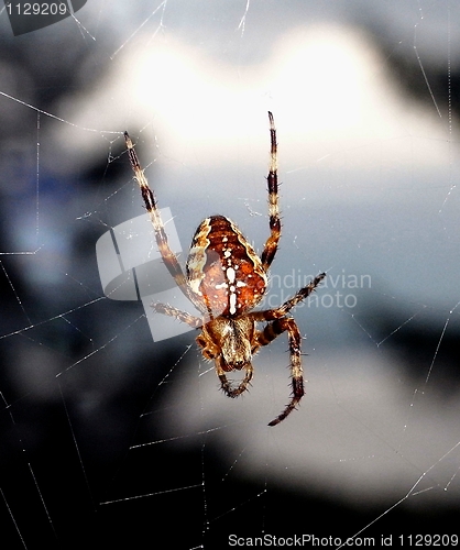 Image of Spider