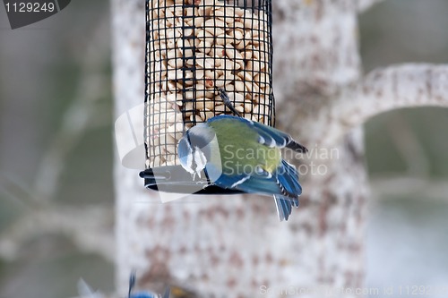 Image of Blue tit on feeder